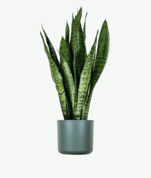 plants ecommerce product featured img 1