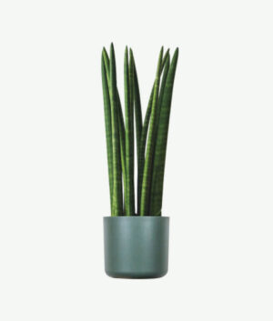 plants ecommerce product featured img 10