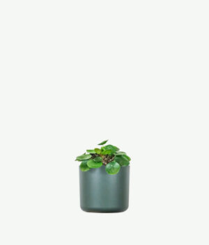 plants ecommerce product featured img 12