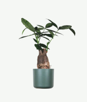 plants ecommerce product featured img 13