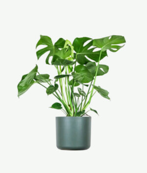 plants ecommerce product featured img 14