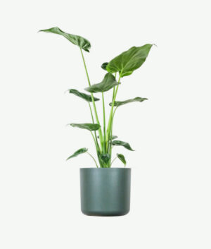 plants ecommerce product featured img 17