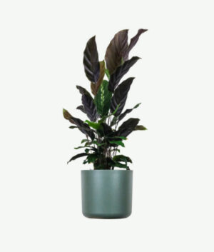 plants ecommerce product featured img 18