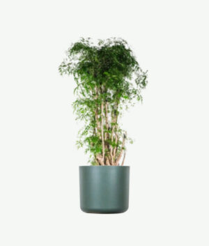 plants ecommerce product featured img 19