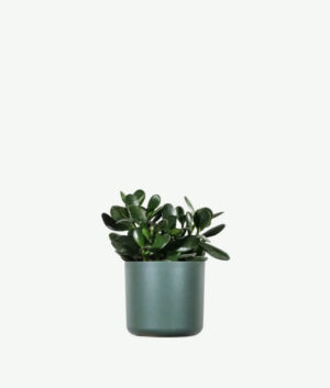 plants ecommerce product featured img 2
