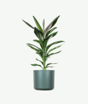 plants ecommerce product featured img 20