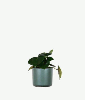 plants ecommerce product featured img 5