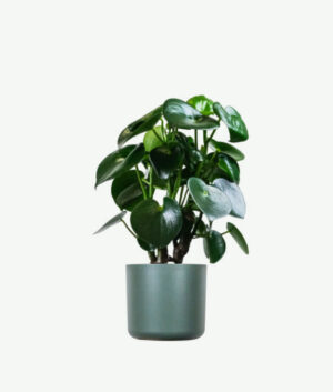 plants ecommerce product featured img 6