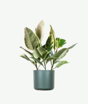 plants ecommerce product featured img 7
