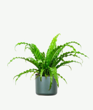 plants ecommerce product featured img 8