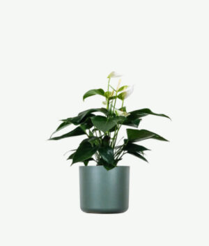 plants ecommerce product featured img 9